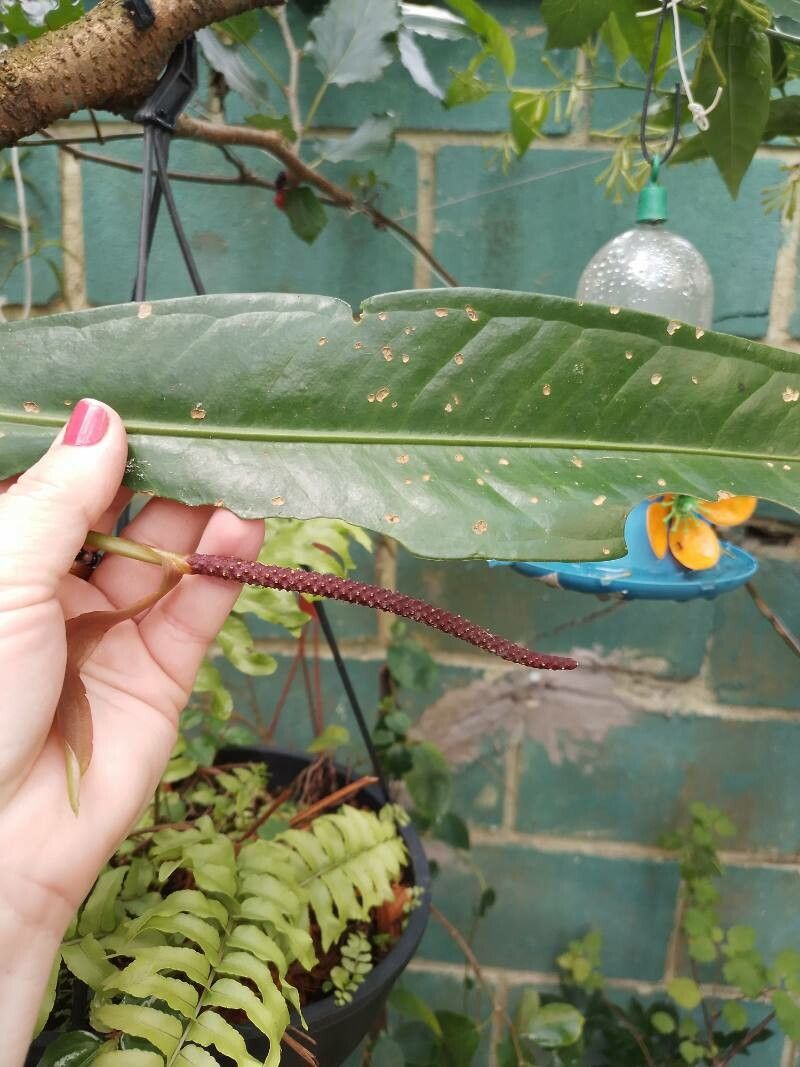 Anthurium hacumense flower