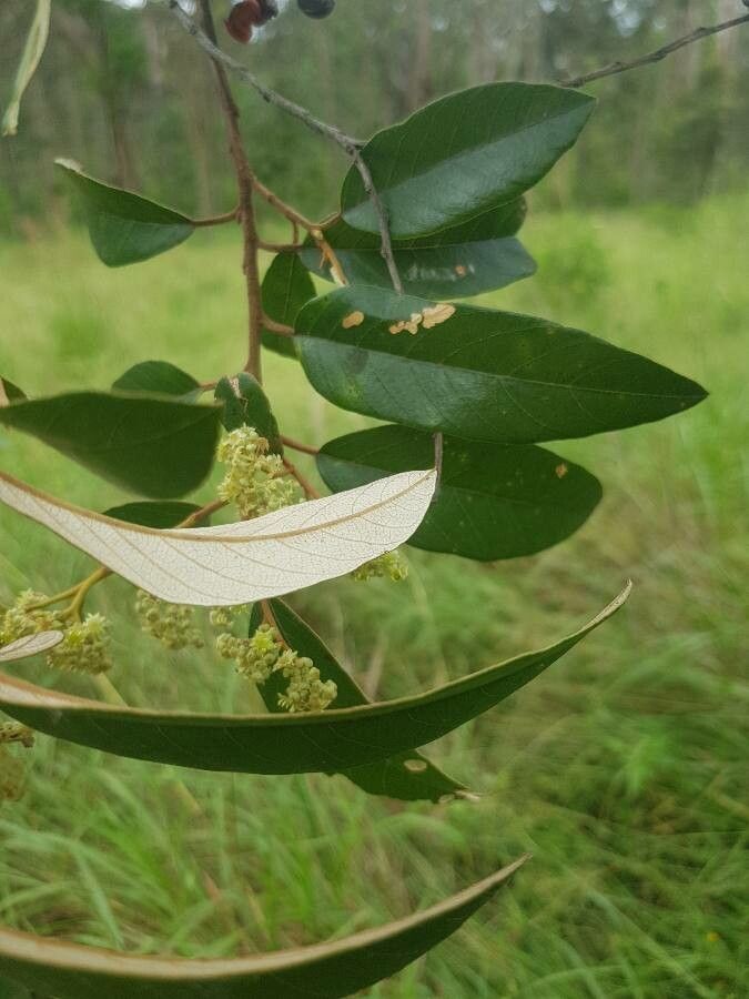 Alphitonia excelsa — search result for 'Rhamnaceae'