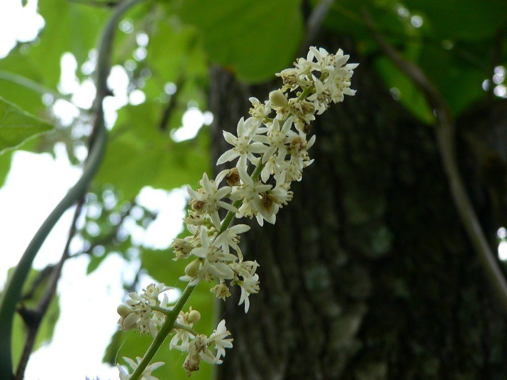 Calycocarpum lyonii — houseplant care guide