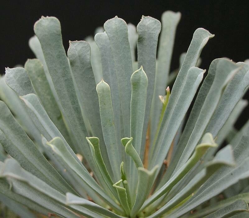Euphorbia multifolia leaf