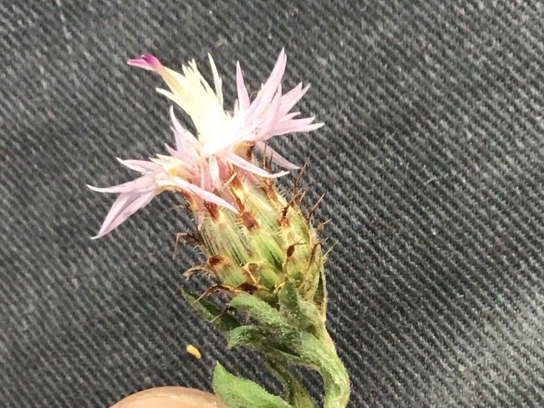 Centaurea resupinata flower