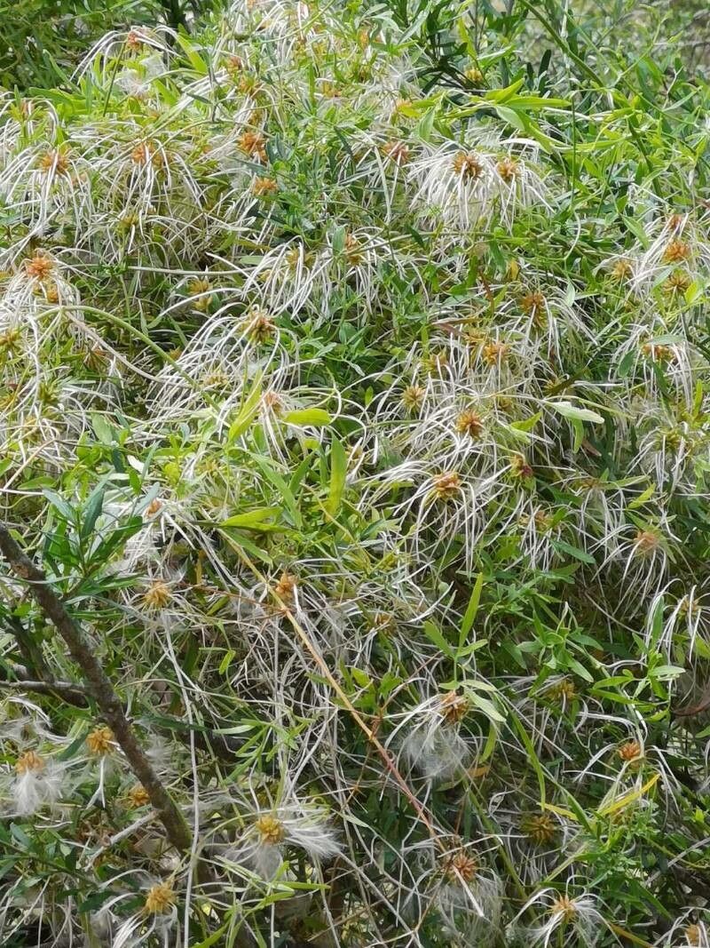 Clematis microphylla fruit