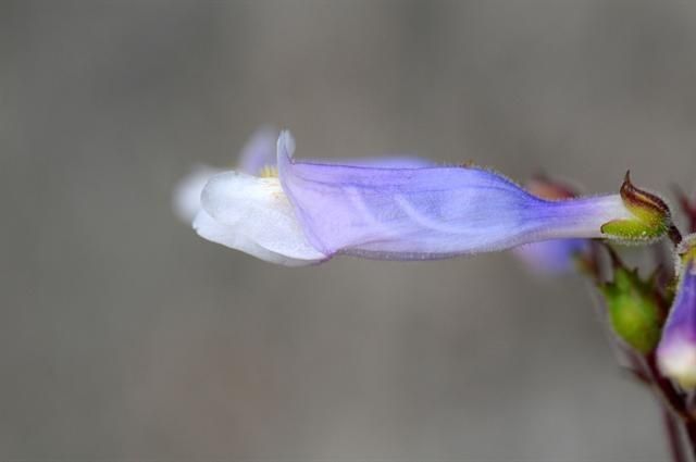 Penstemon watsonii — search result for 'Penstemon'