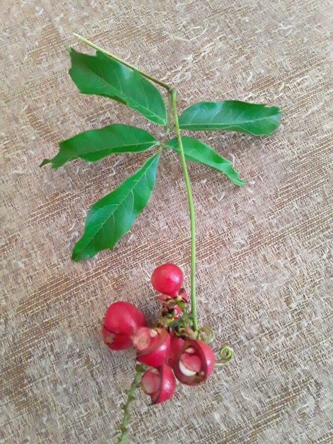 Paullinia cupana leaf