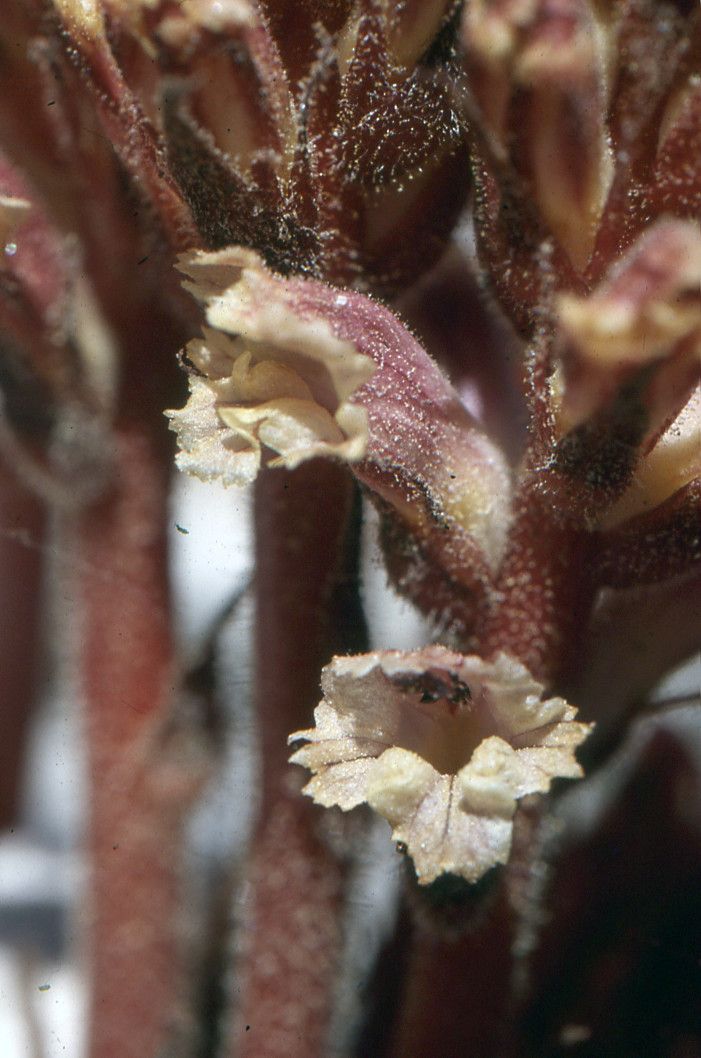 Orobanche fuliginosa flower