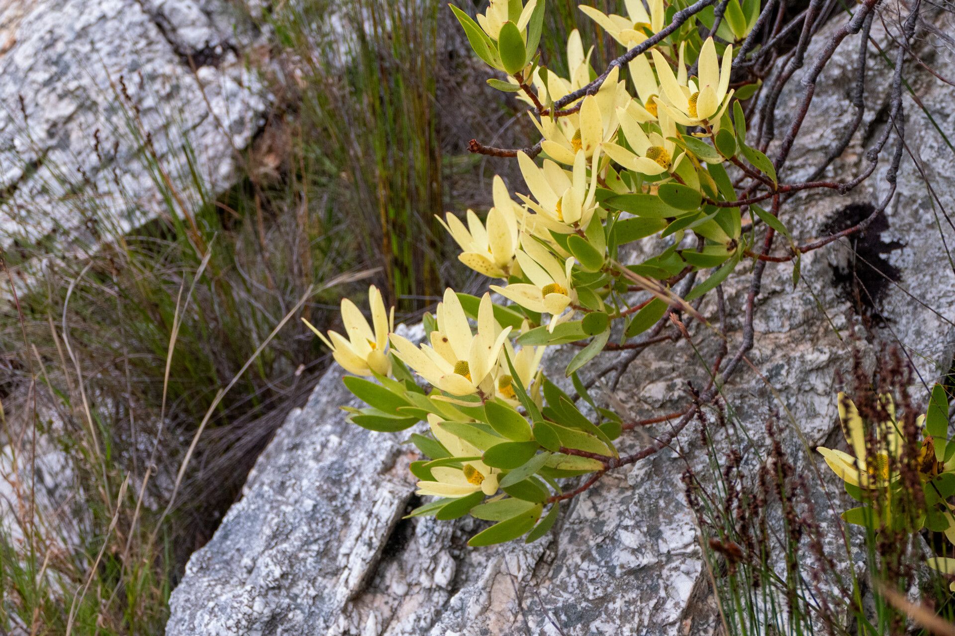 Leucadendron gandogeri — search result for 'Leucadendron'