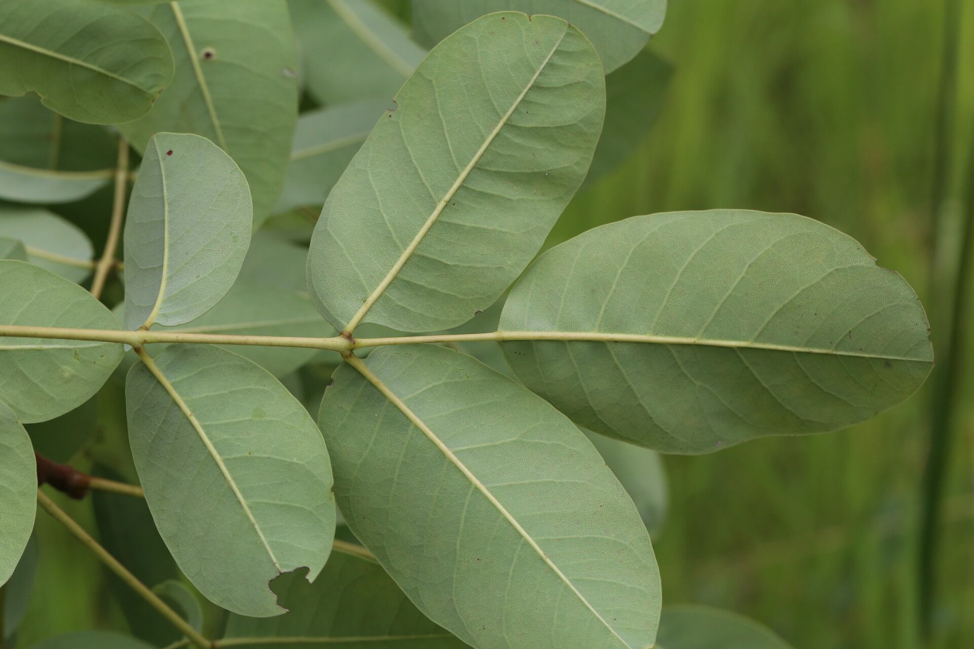 Ekebergia benguelensis leaf