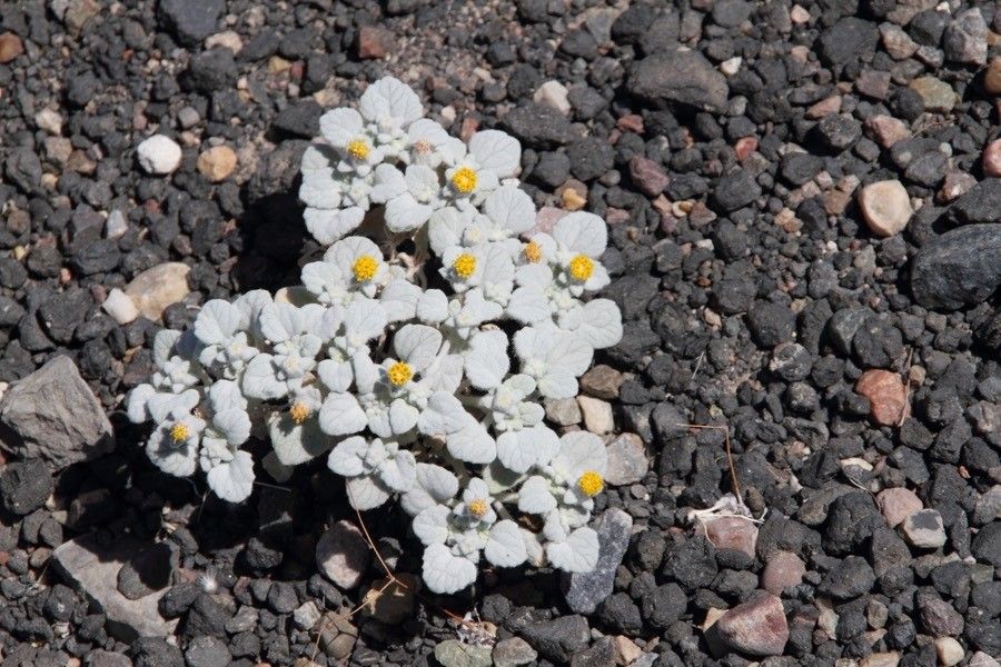 Psathyrotes ramosissima habit