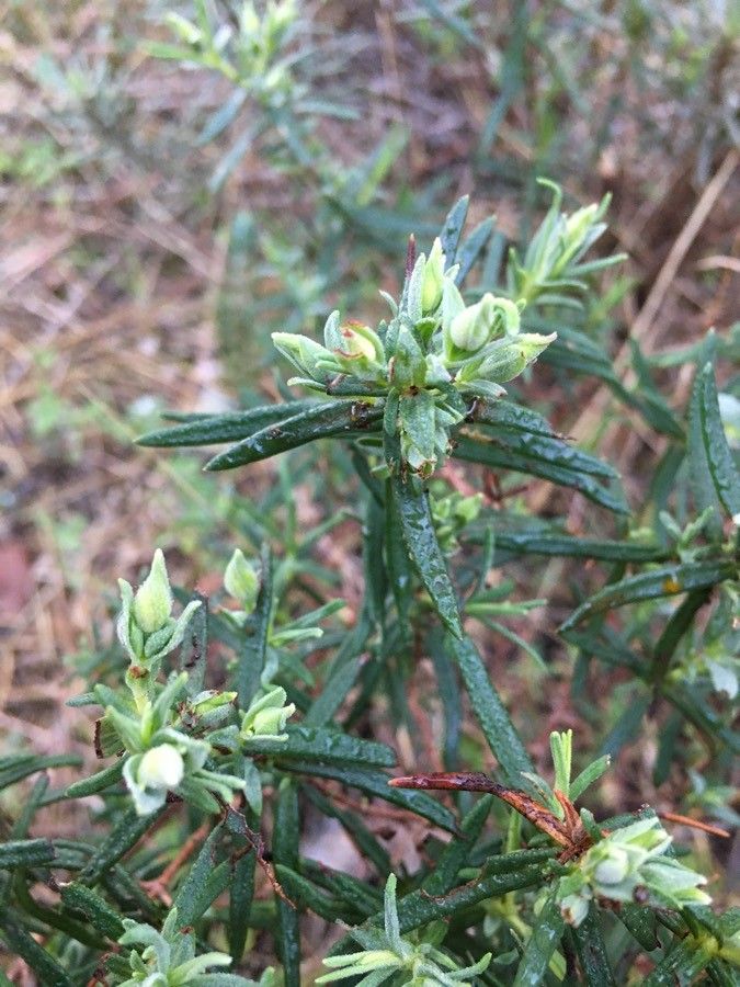 Halimium commutatum — related species from the same genus