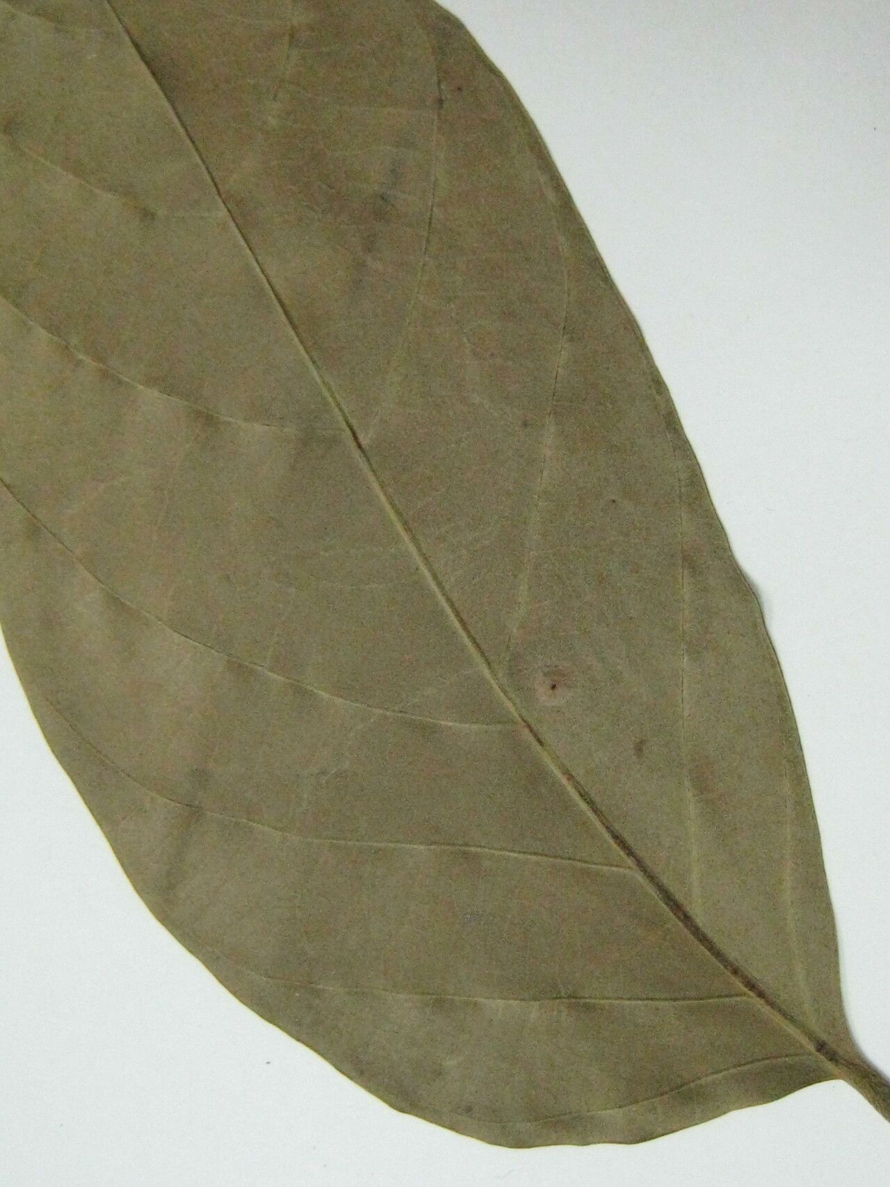 Tachigali glauca — houseplant care guide