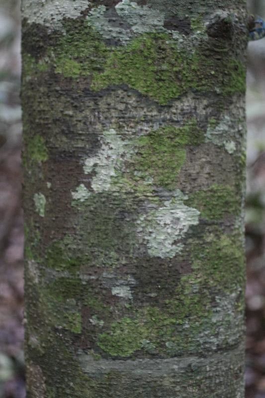 Ocotea canaliculata bark