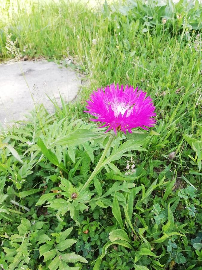 Psephellus dealbatus — cold hardy houseplant