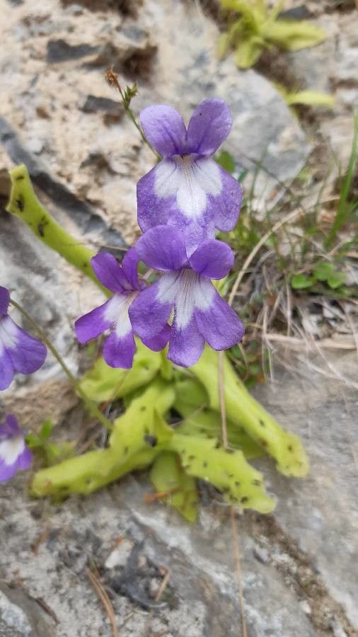 Pinguicula longifolia flower