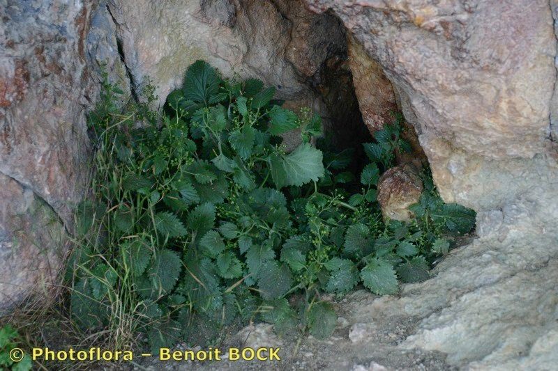 Scrophularia pyrenaica habit