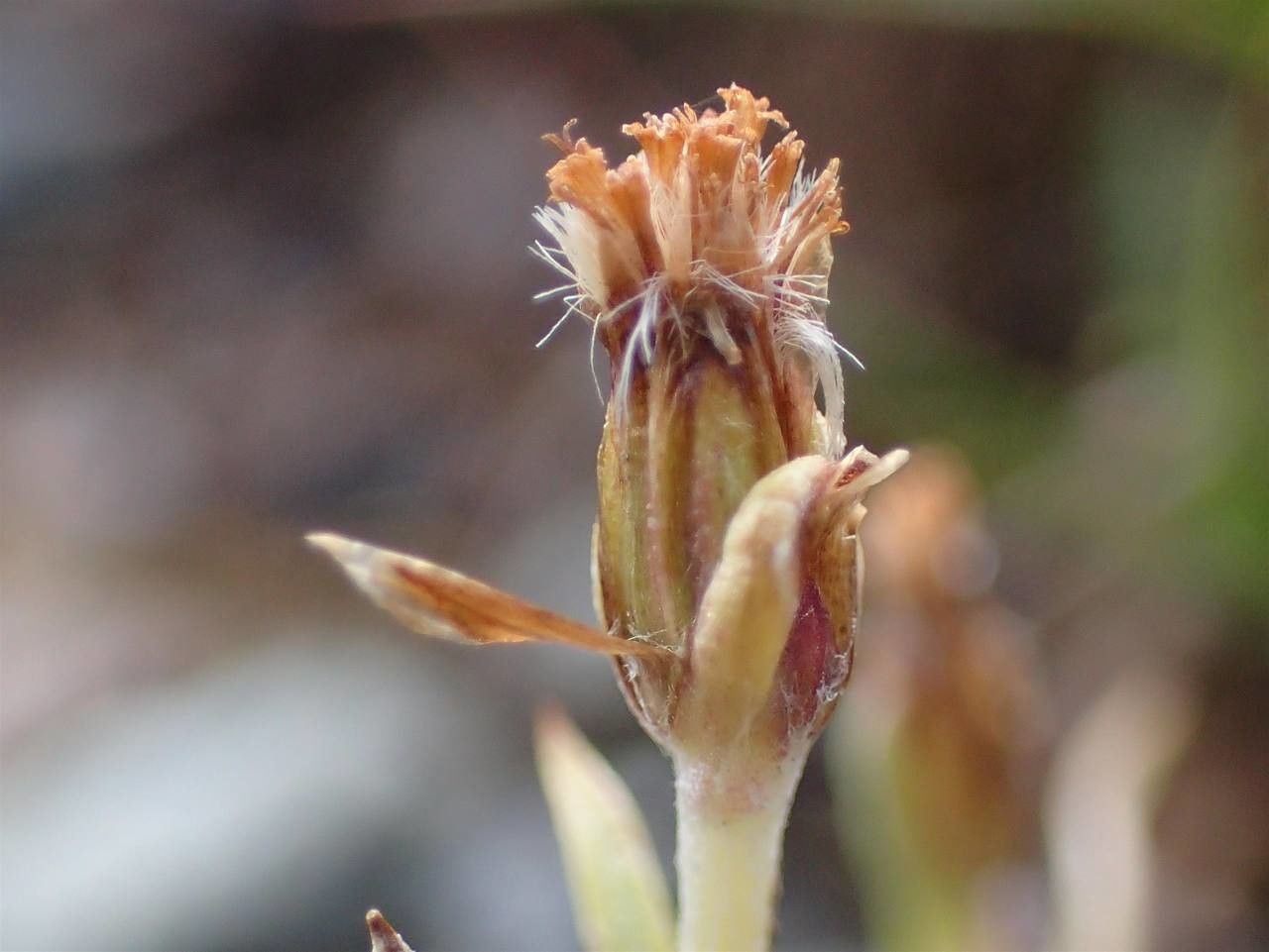 Gnaphalium supinum fruit