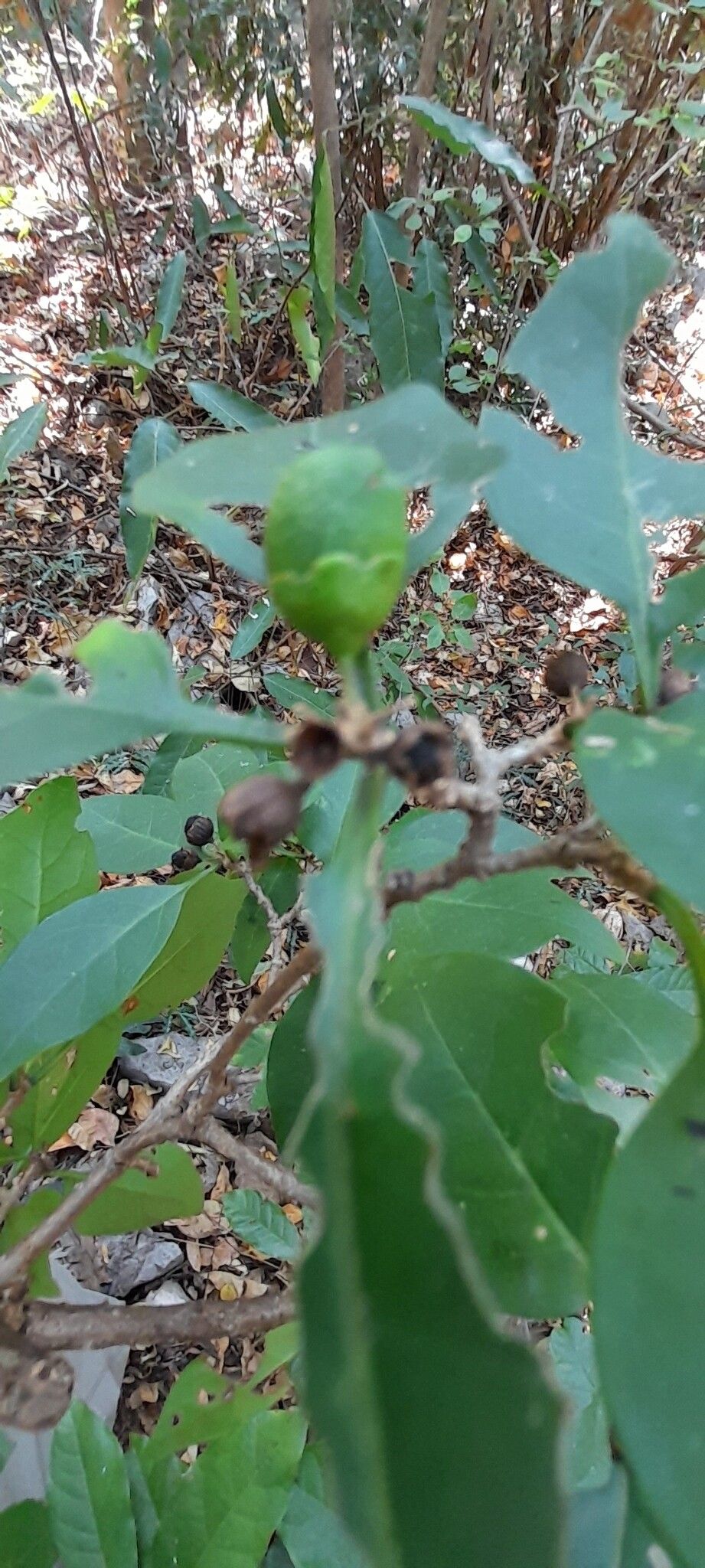 Clerodendrum pyrifolium fruit