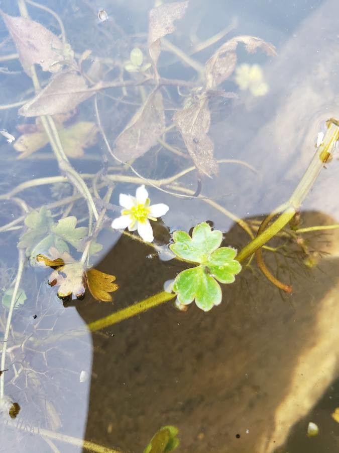 Ranunculus tripartitus flower