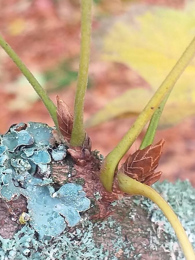 Acer diabolicum leaf