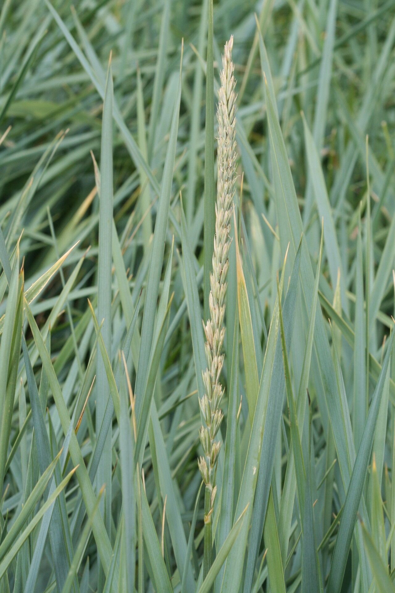 Leymus racemosus flower