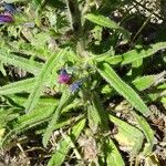 Echium vulgare