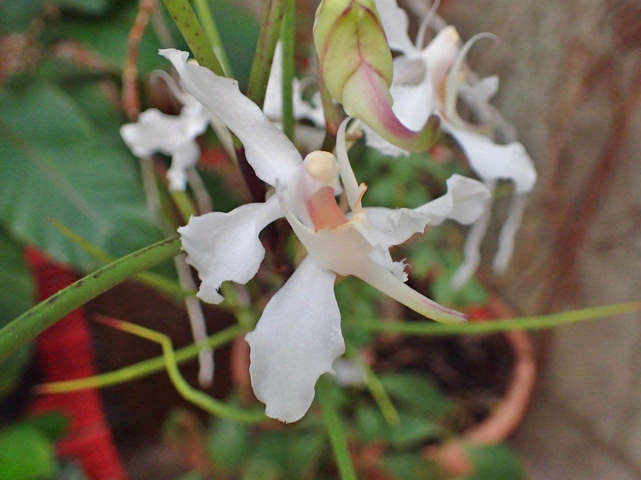 Papilionanthe vandarum — houseplant care guide