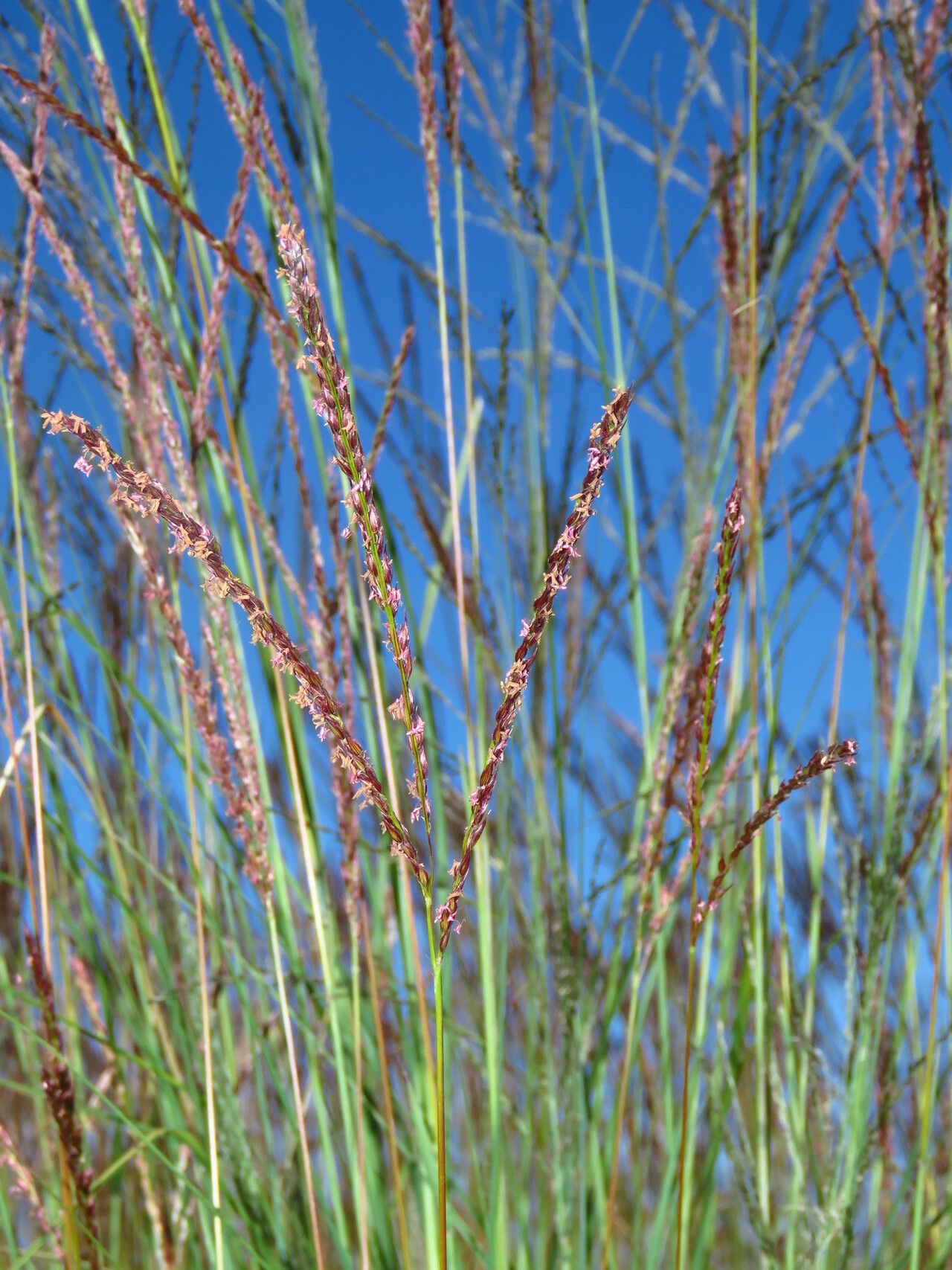 Digitaria tricholaenoides flower