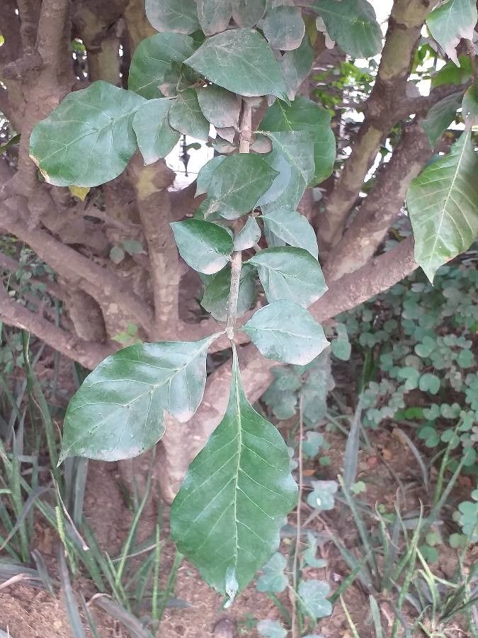 Gardenia ternifolia — search result for 'Gardenia'