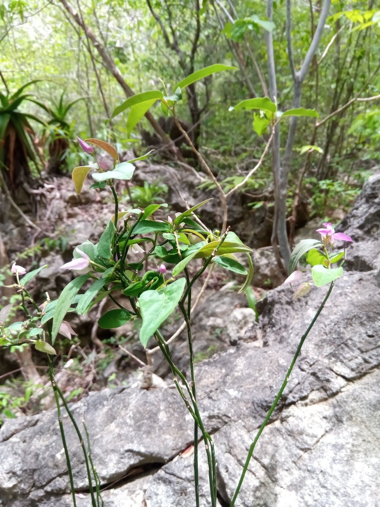 Polygala subdioica habit