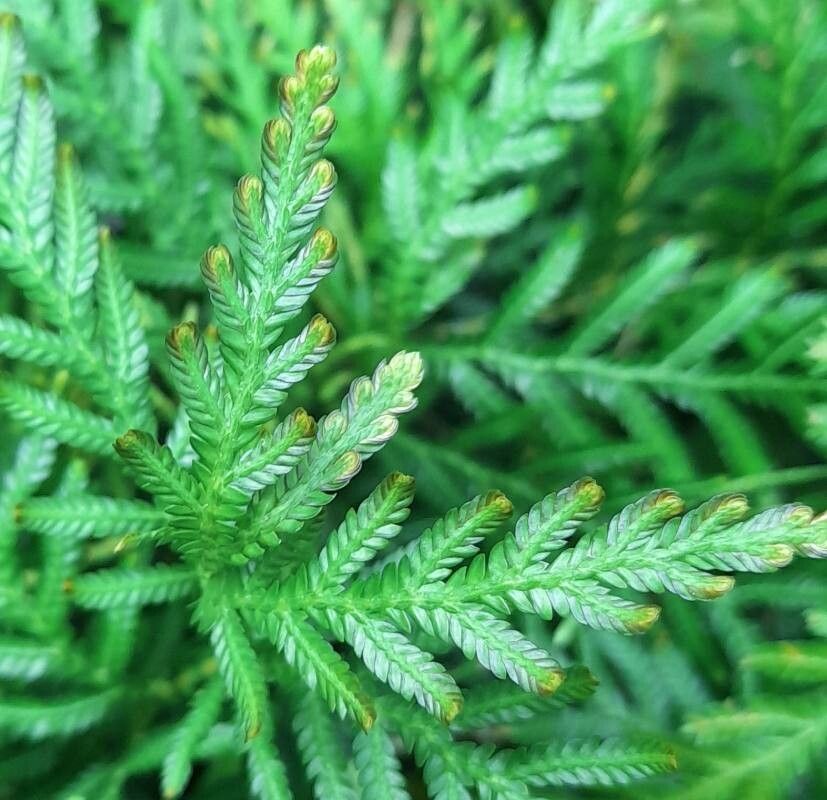 Selaginella wallichii leaf