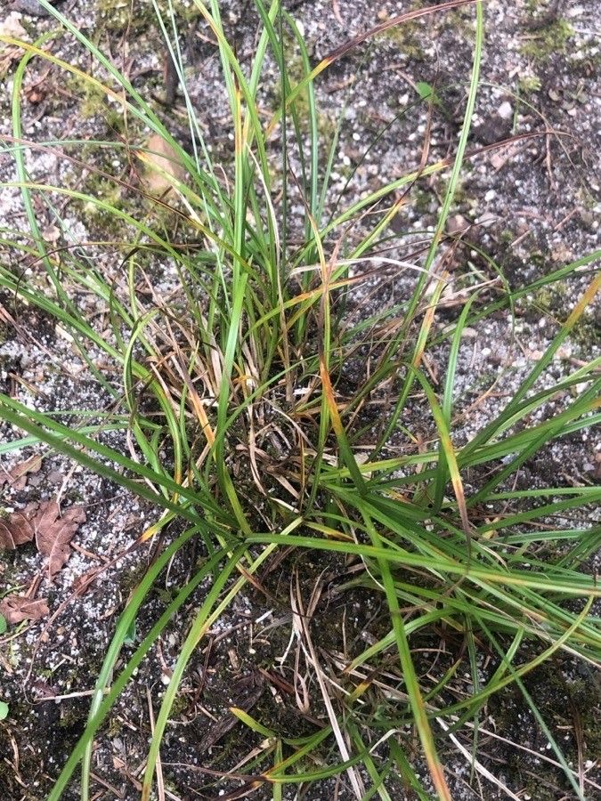 Luzula luzuloides — search result for 'Juncaceae'