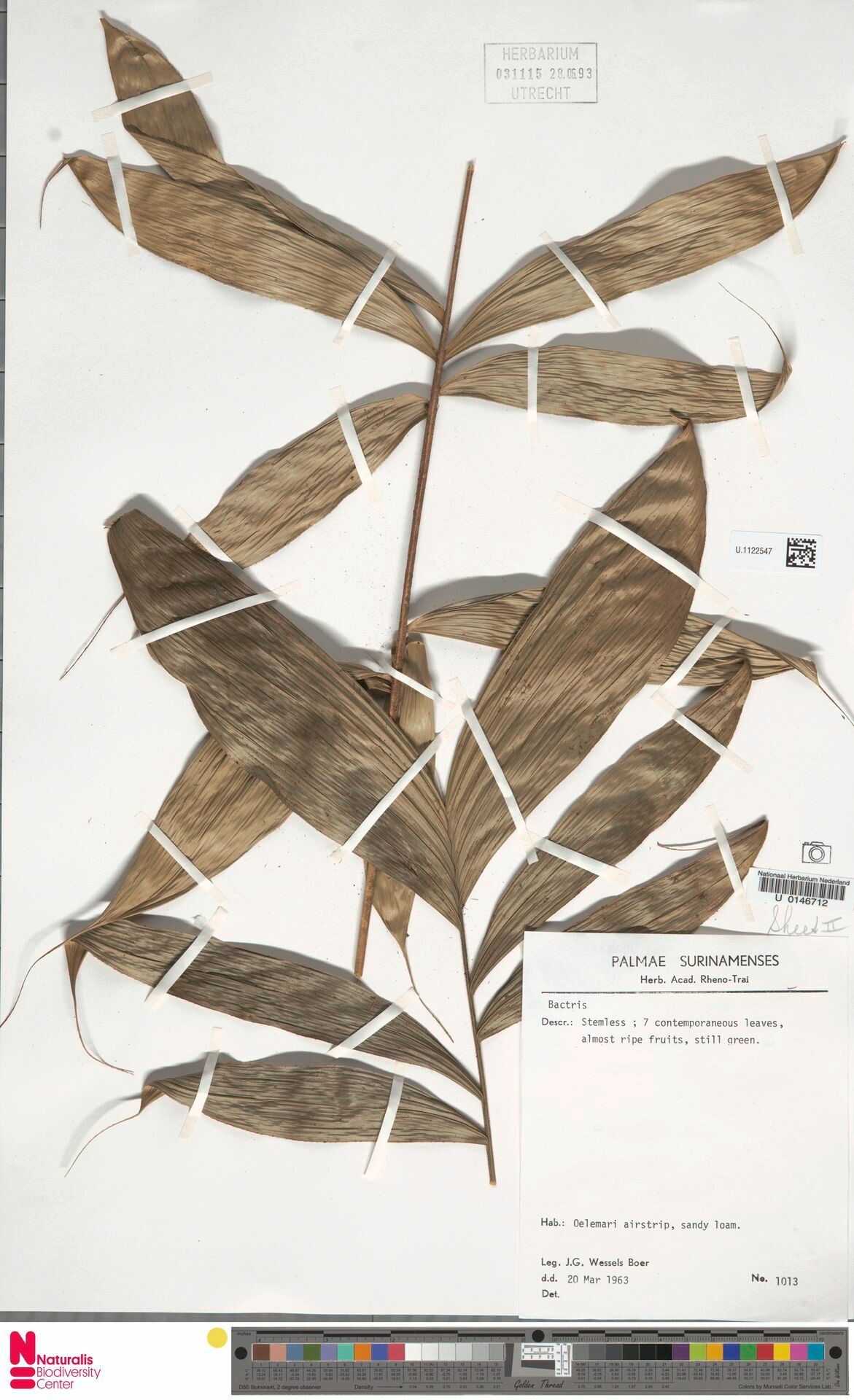 Bactris gastoniana — houseplant care guide