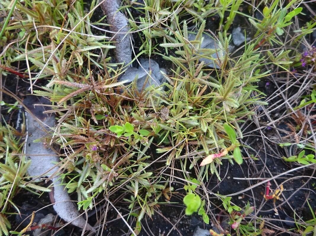 Cyperus reduncus flower