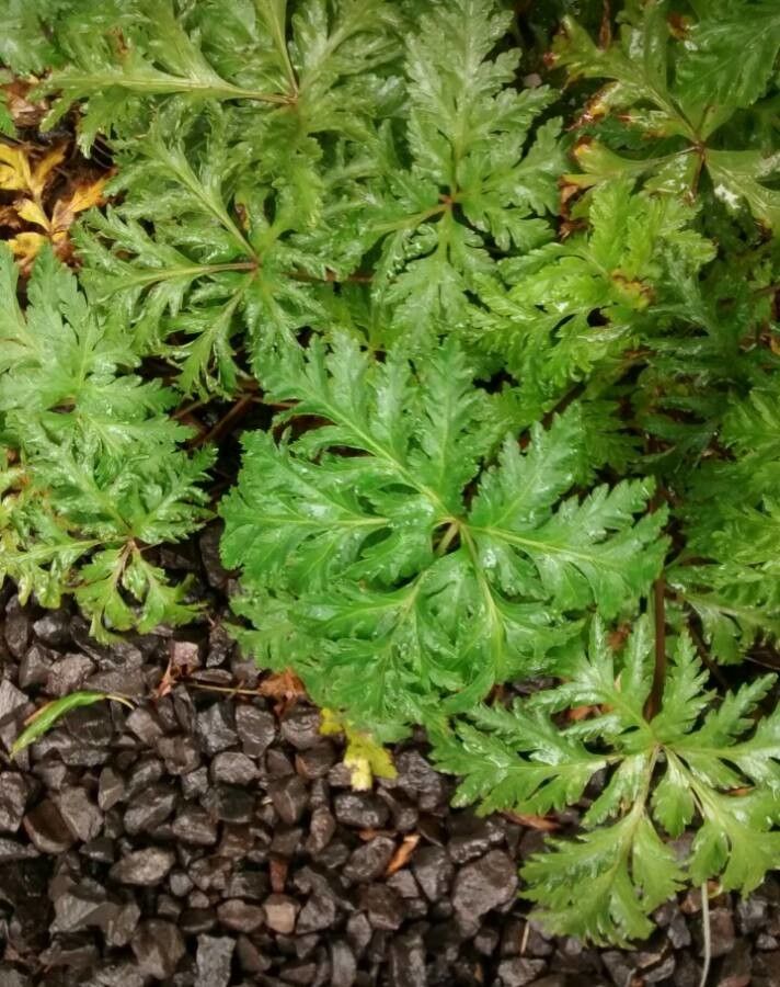 Geranium reuteri leaf