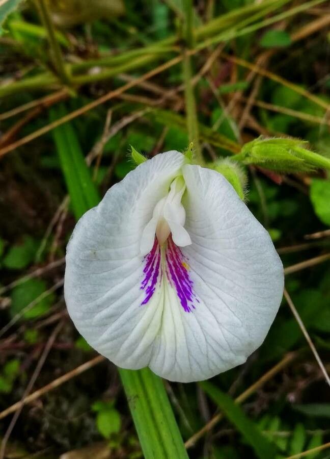 Clitoria falcata flower