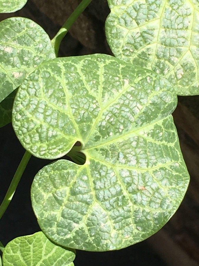 Aristolochia fimbriata leaf