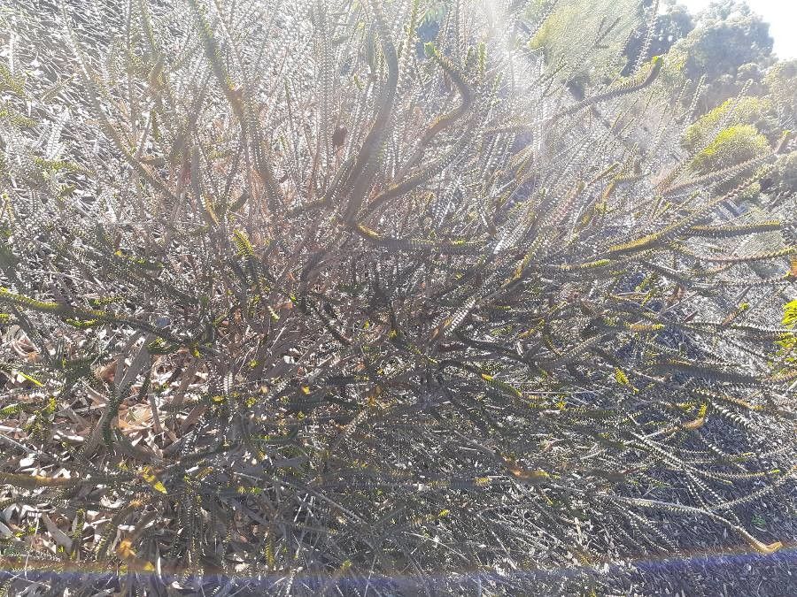 Melaleuca coccinea habit