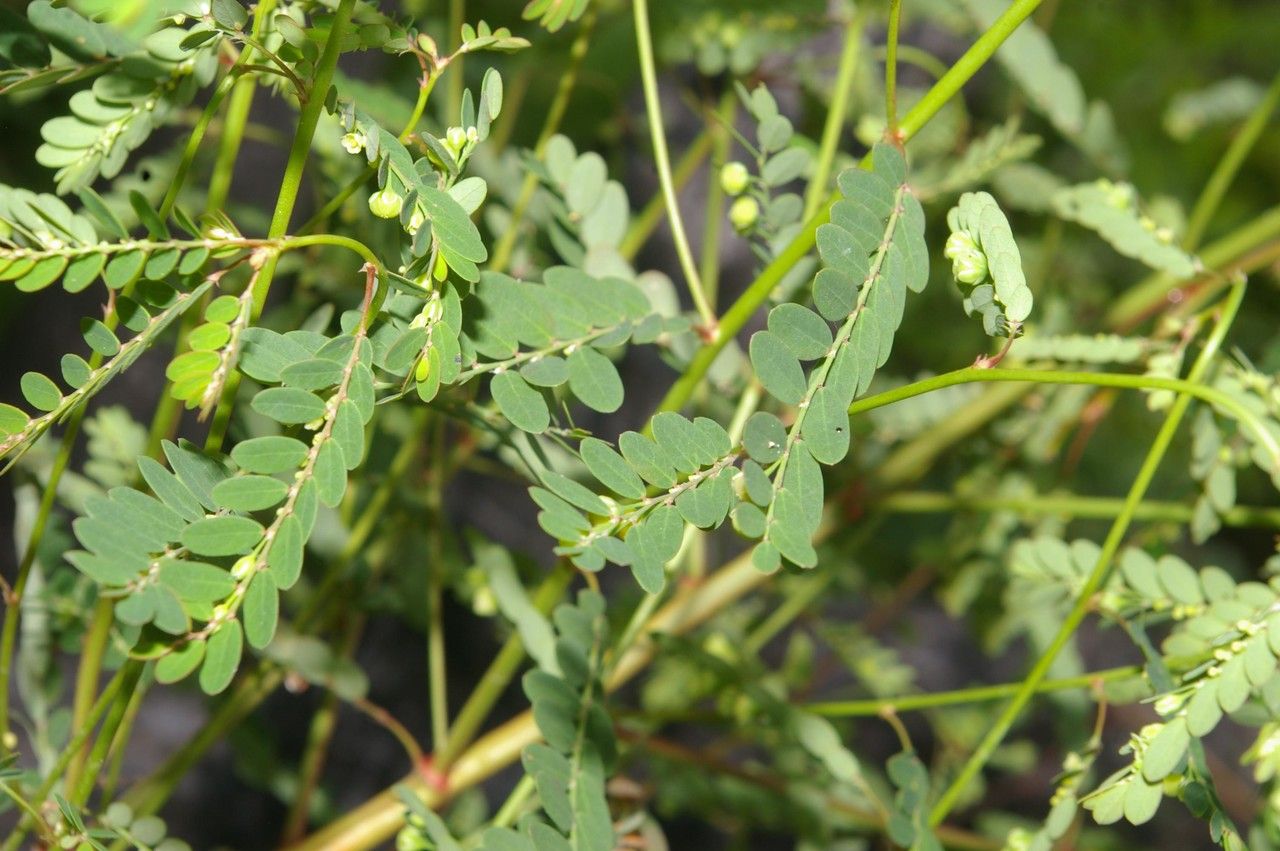 Zanthoxylum setulosum — search result for 'Zanthoxylum'