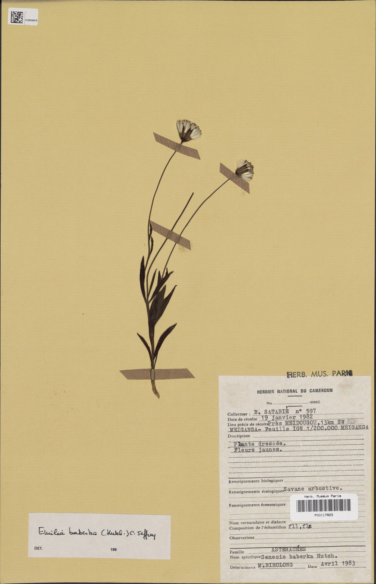 Emilia baberka — related species from the same genus