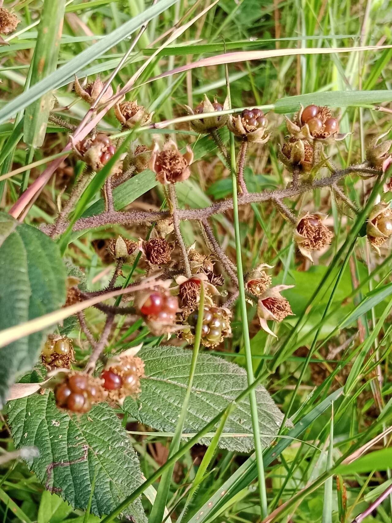 Rubus nigricans fruit