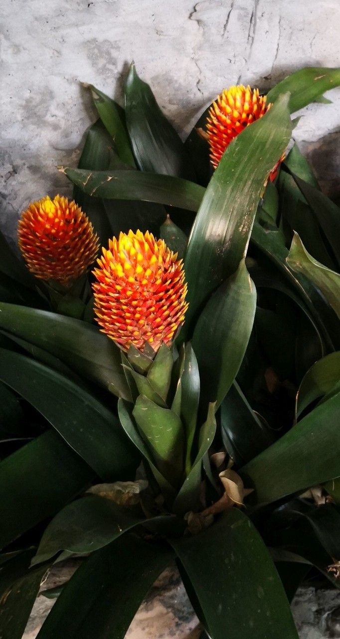 Billbergia pyramidalis flower