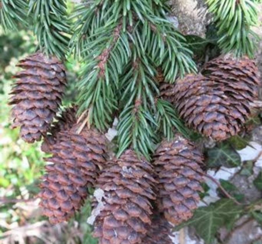 Picea alcoquiana