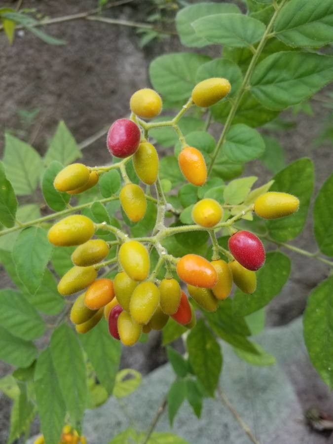 Micromelum integerrimum fruit