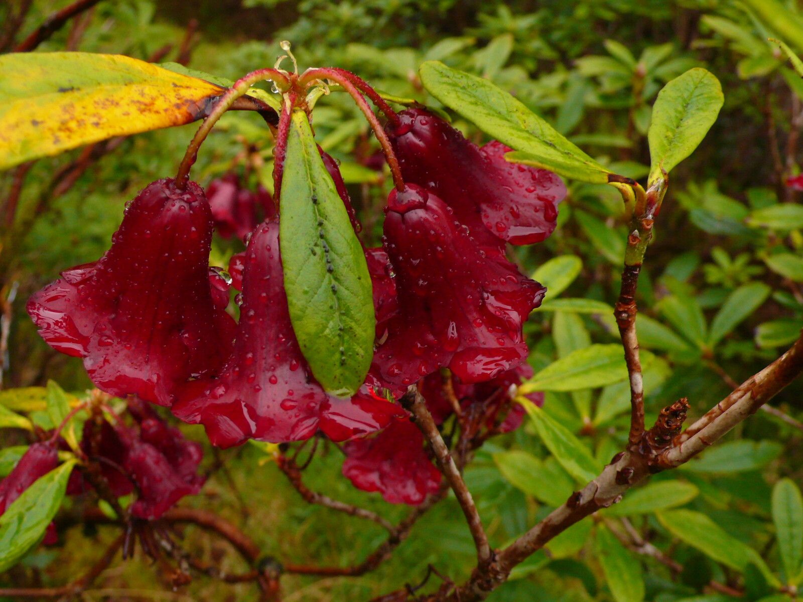 Rhododendron sanguineum flower
