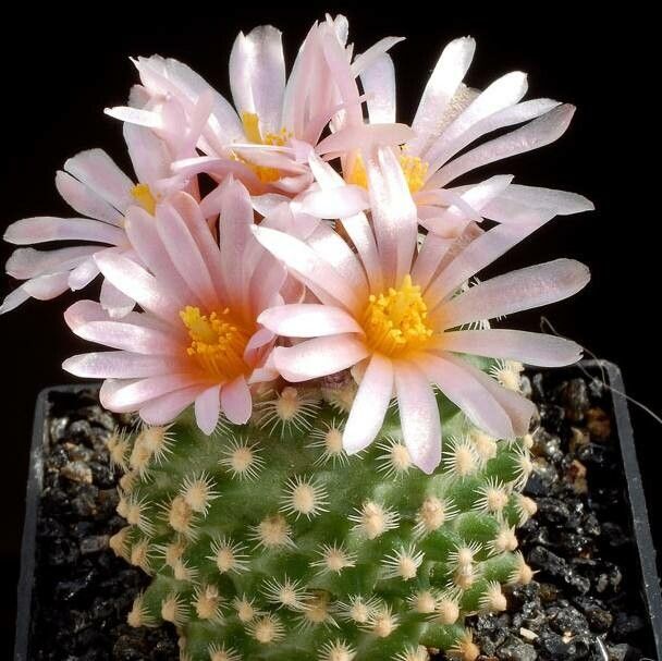Pediocactus knowltonii flower