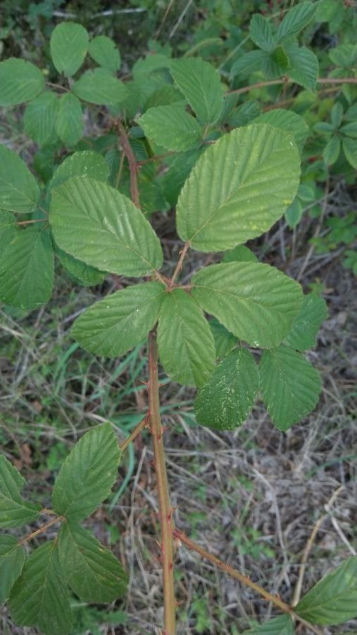 Rubus rhamnifolius leaf
