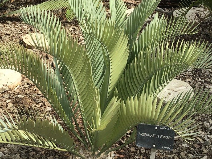 Encephalartos princeps leaf