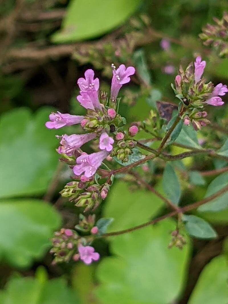 Origanum laevigatum — search result for 'Cyprus'