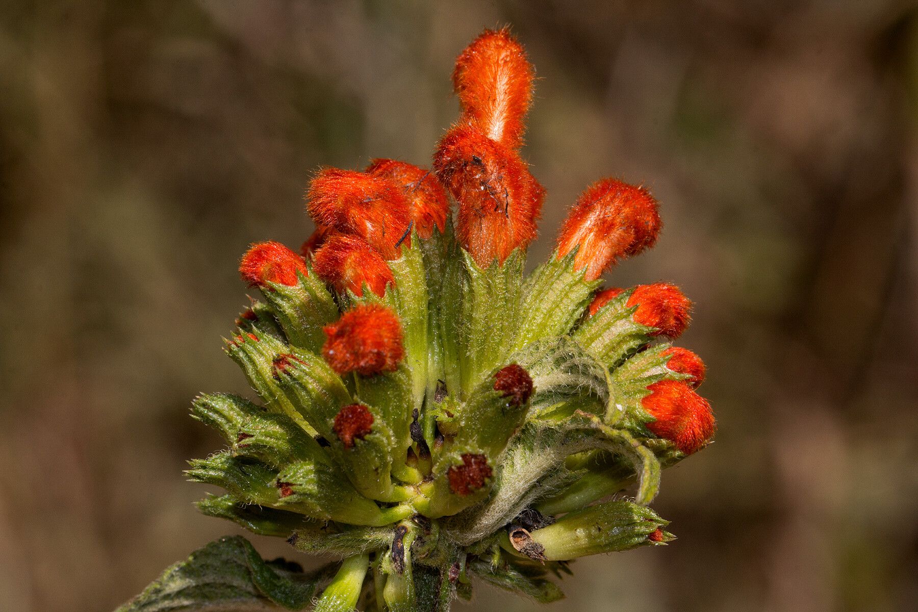 Leonotis decadonta flower