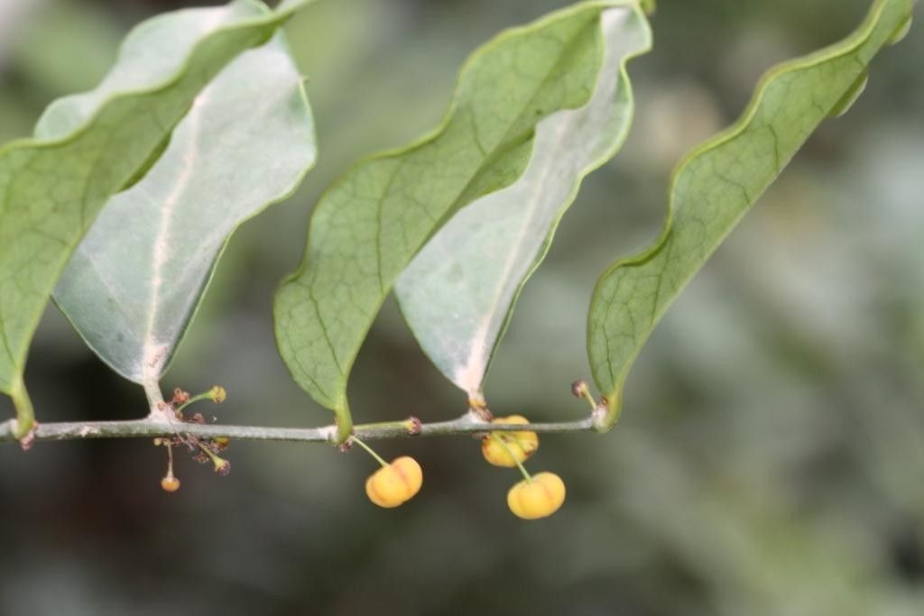 Phyllanthus kanalensis fruit