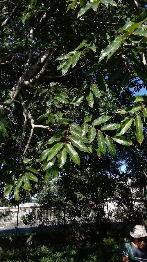 Canarium madagascariense — search result for 'Canarium'